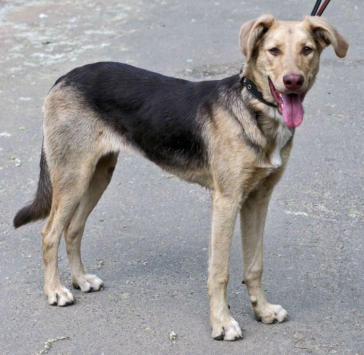 Метис малинуа и бордер колли