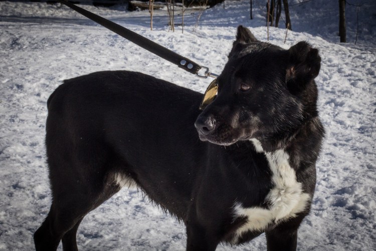 Метис лайки и овчарки