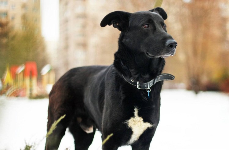 Метис лабрадора