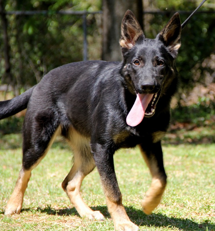 Метис лабрадора и овчарки