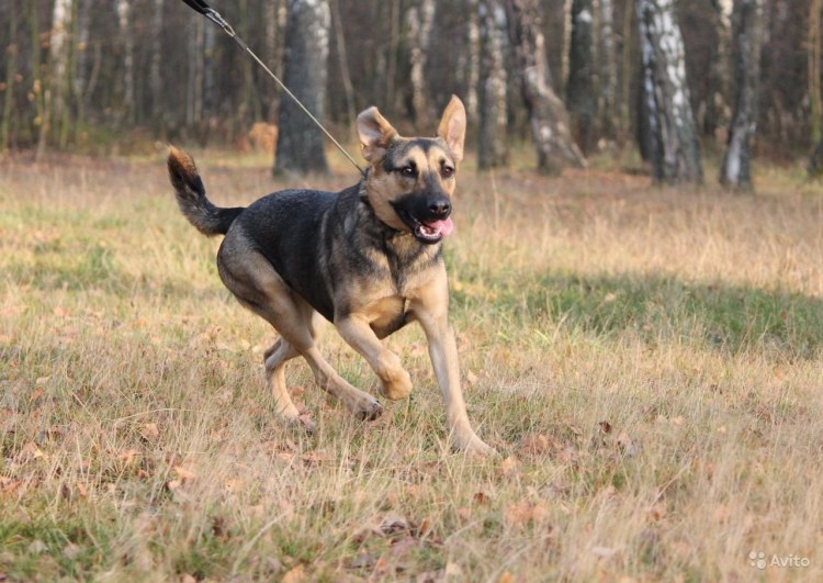 Собака метис овчарки