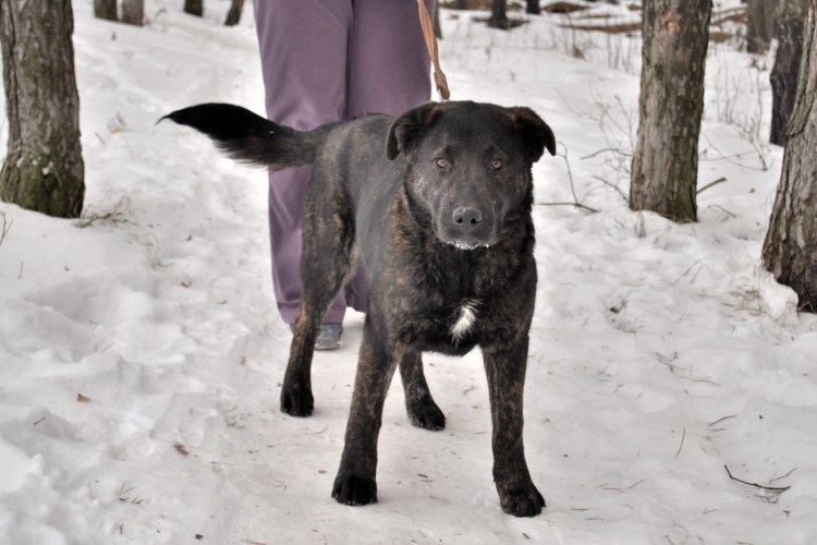 Метис Бульмастиф ротвейлер