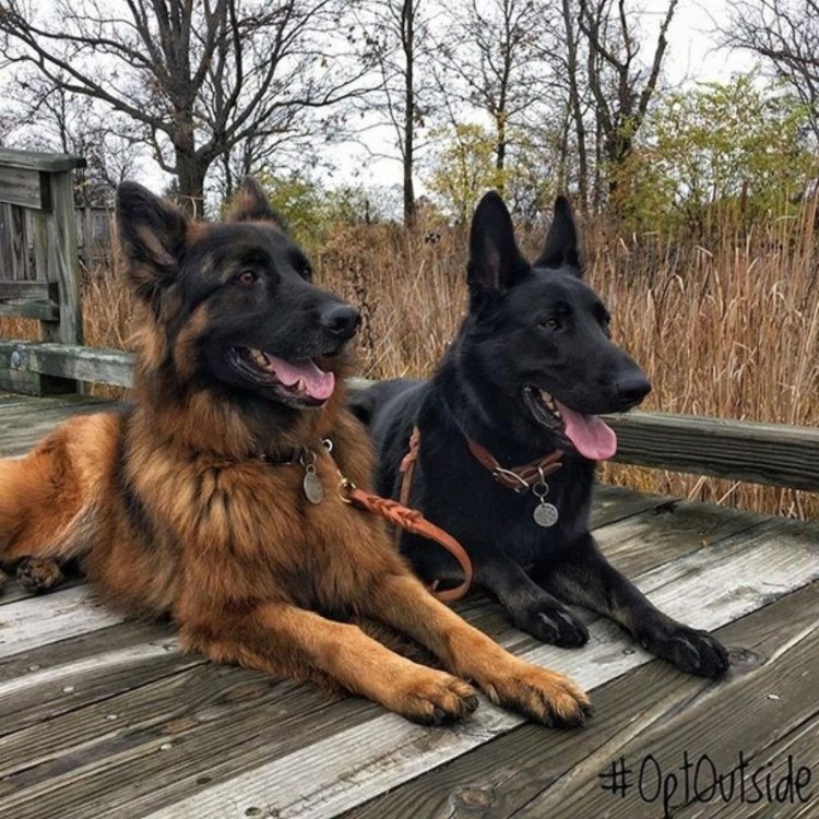 Метис добермана и ротвейлера