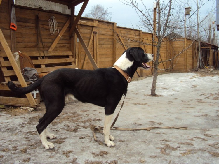 Шарпей с овчаркой