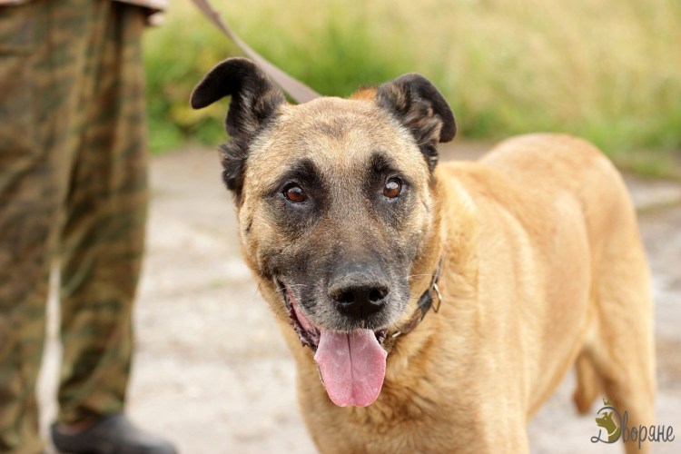 Стэнли метис