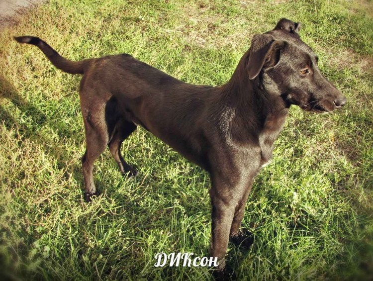 Междуреченск Самарская область девочка овчарка