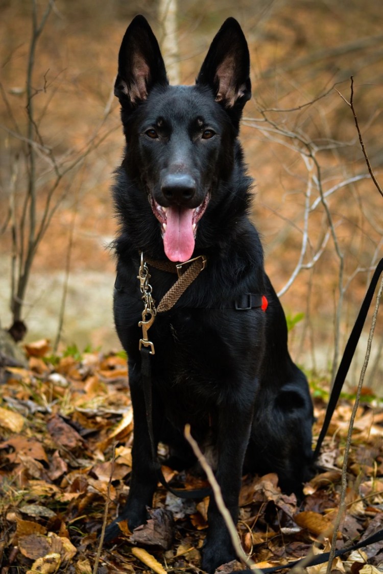 Помесь хаски и алабая