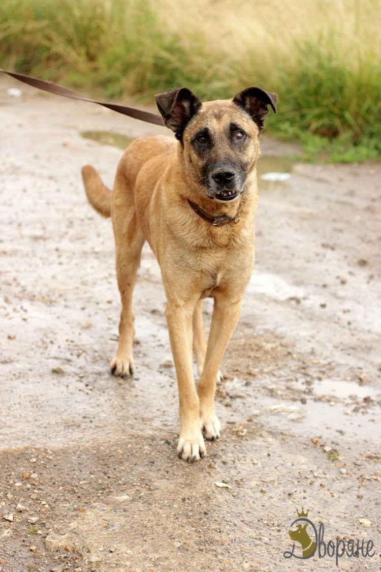 Метис овчарки и волка