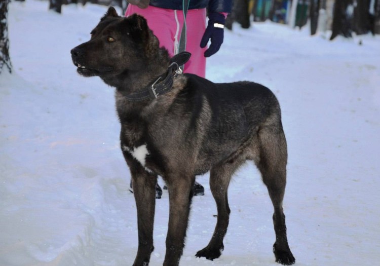 Боксёр собака метис