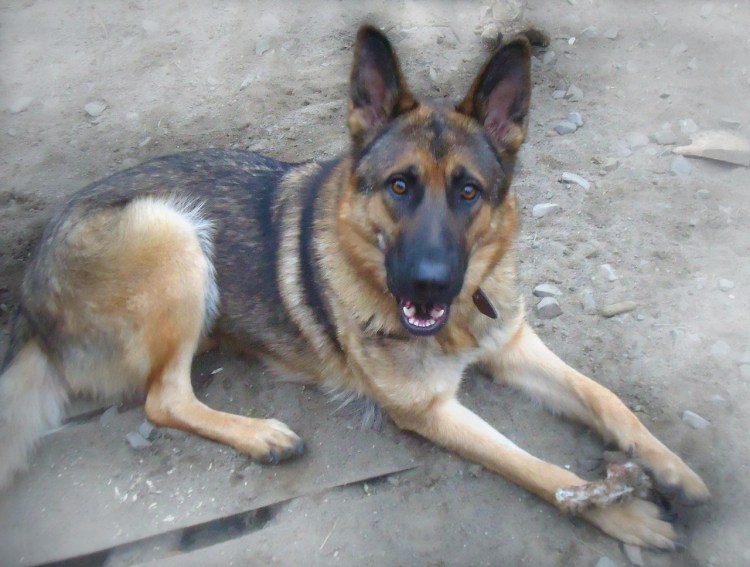 Бельгийская овчарка черная гладкошерстная