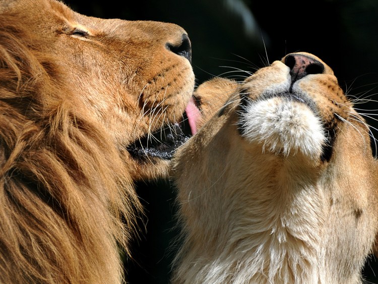 Влюблённые львы