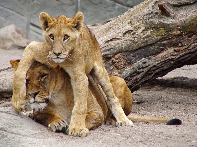 Влюбленные львы