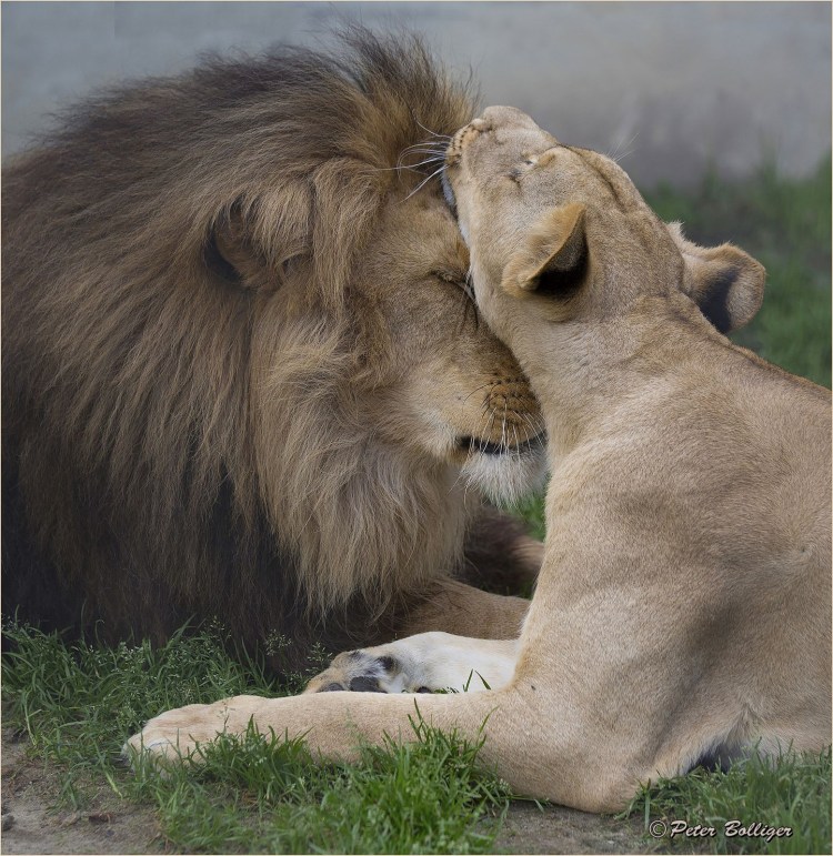 Влюбленные животные