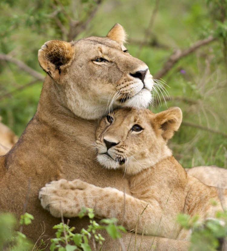 Лев кусается