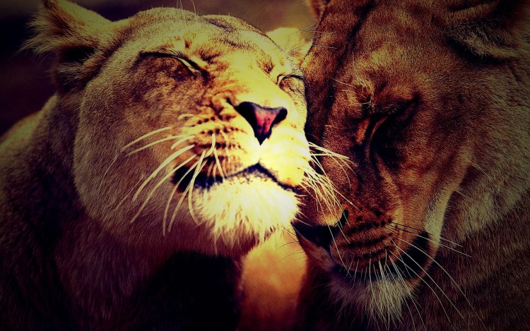 Львы обнимаются