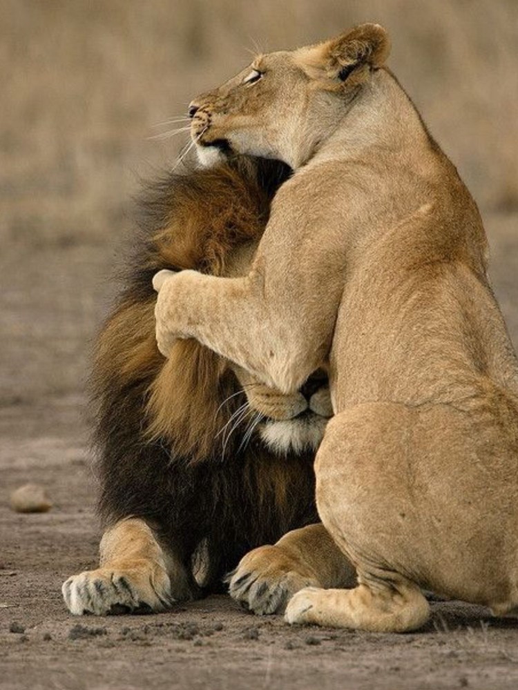 Объятия животных