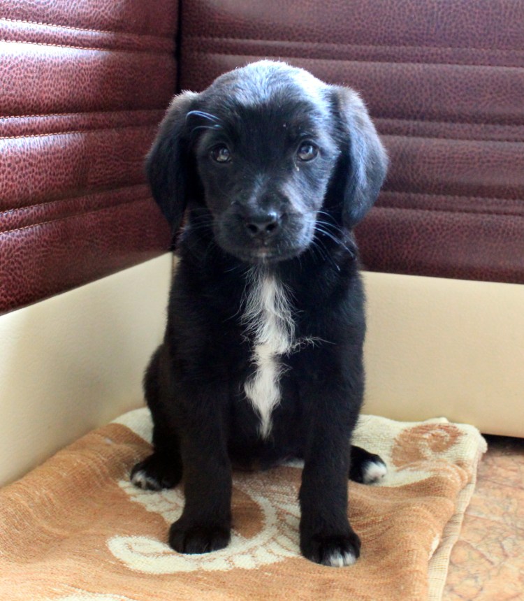 Щенки лабрадора черные с белой грудкой