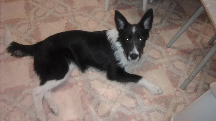 Дворняжка черная с белыми лапками