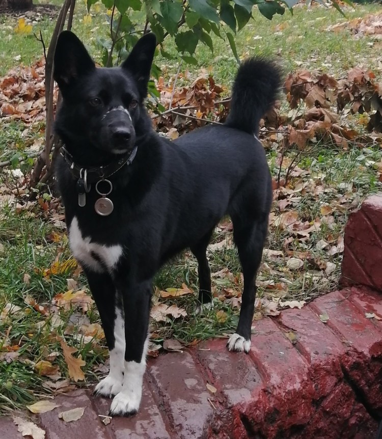 Собака дворняжка черная