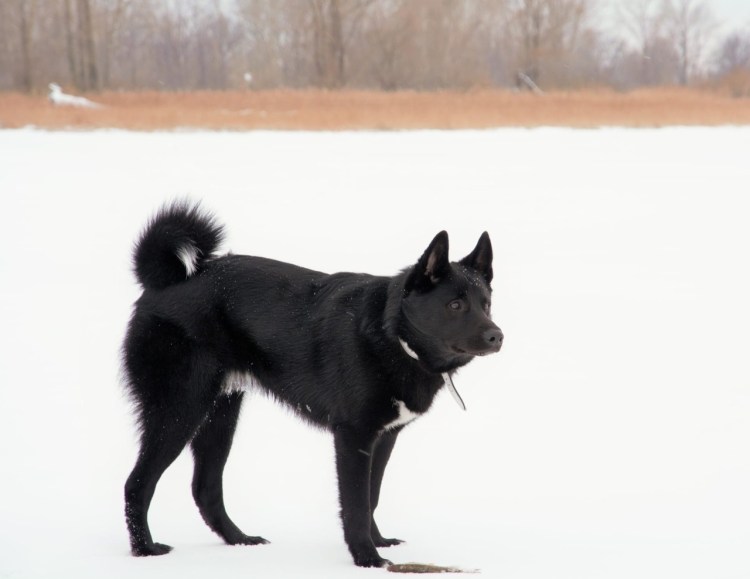 Русско-европейская лайка