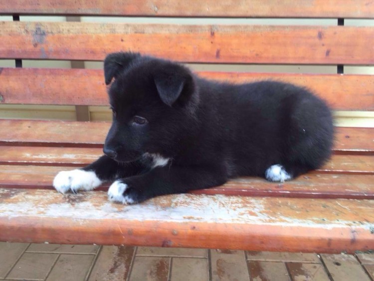 Русско-европейская лайка щенки