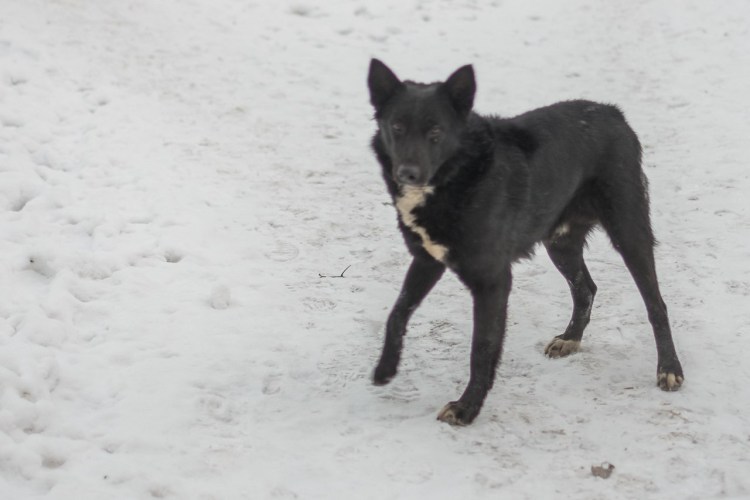 Собака белая с черными пятнами
