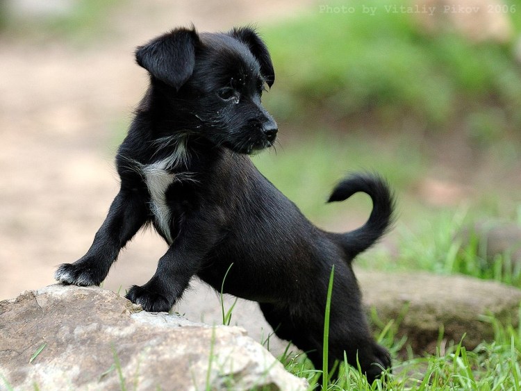 Курцхаар собака черная