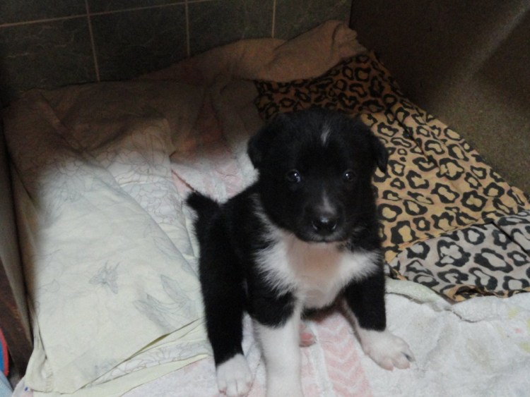 Русско европейская лайка щенок 1