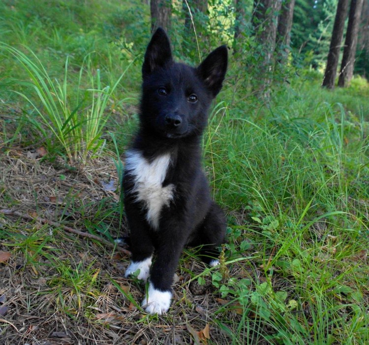 Собаки длинношерстные с белой грудкой