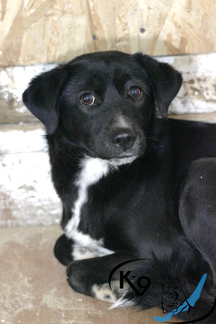 Двортерьер черный