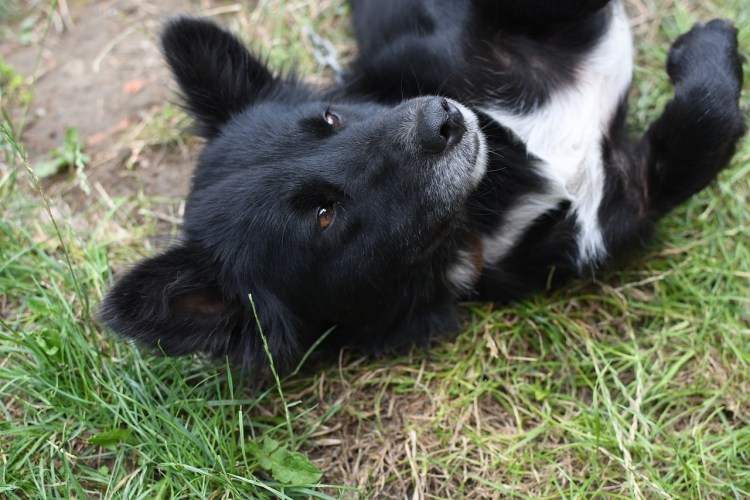 Среднеазиатская лайка черная