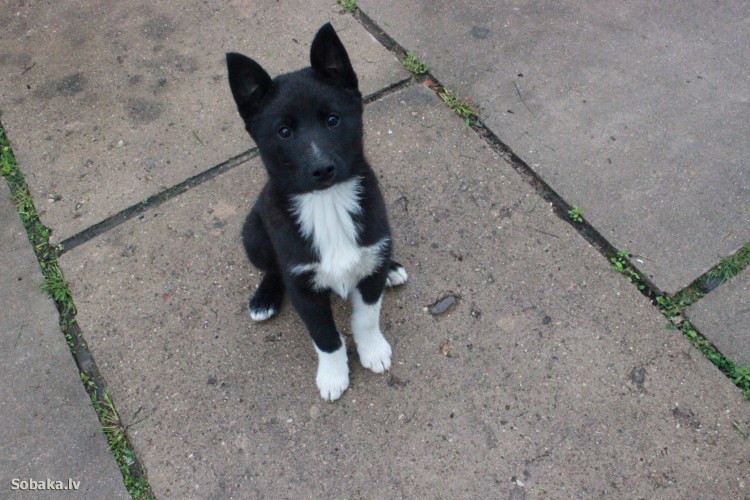 Русско-европейская лайка щенки