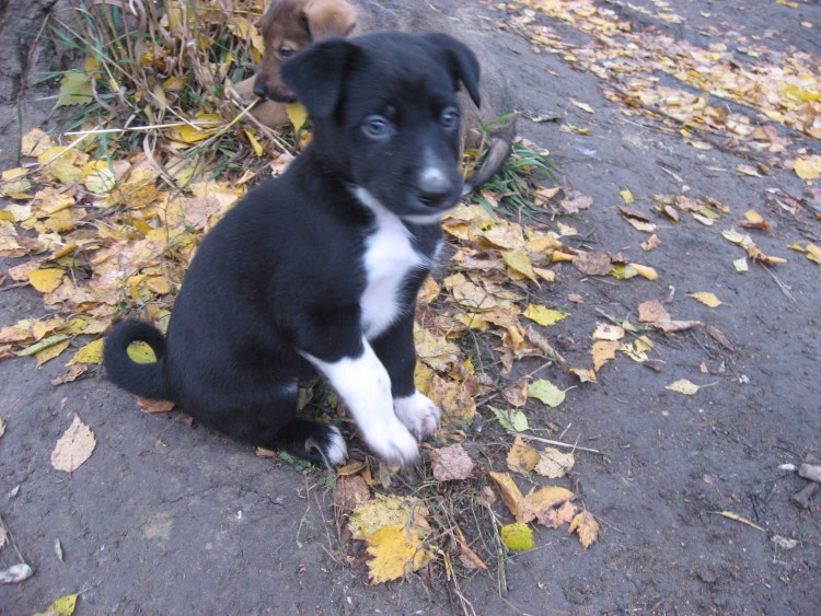 Щенок дворняжки 2 месяца черный