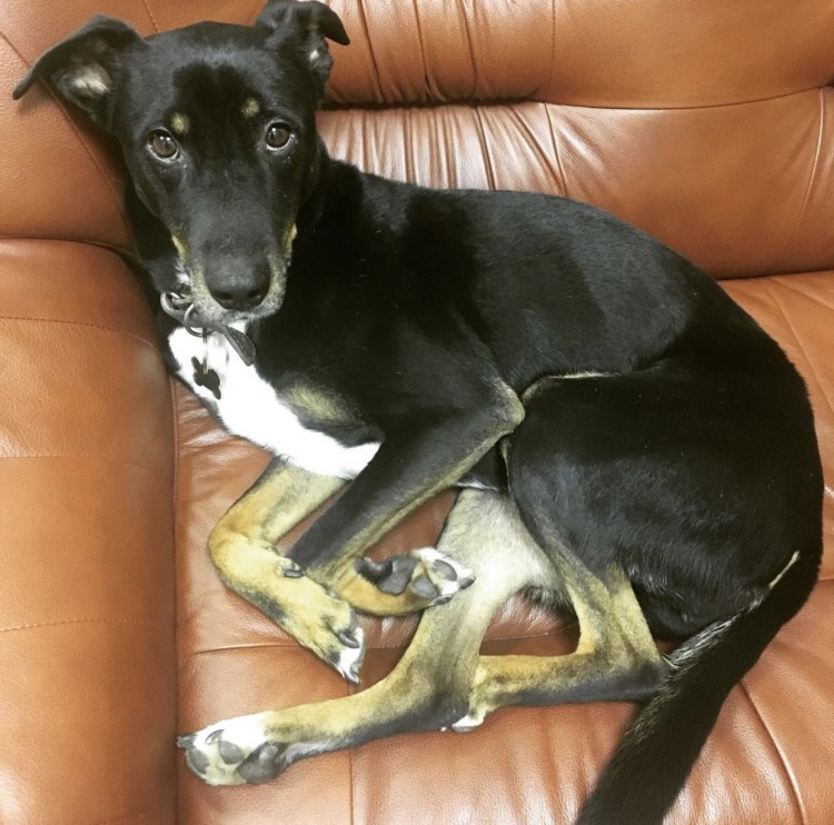 Потерялась собака черная с белыми лапками