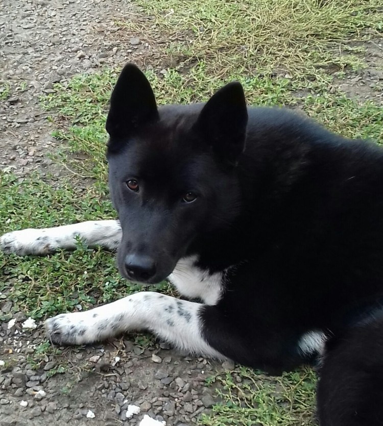 Русско-европейская лайка метис