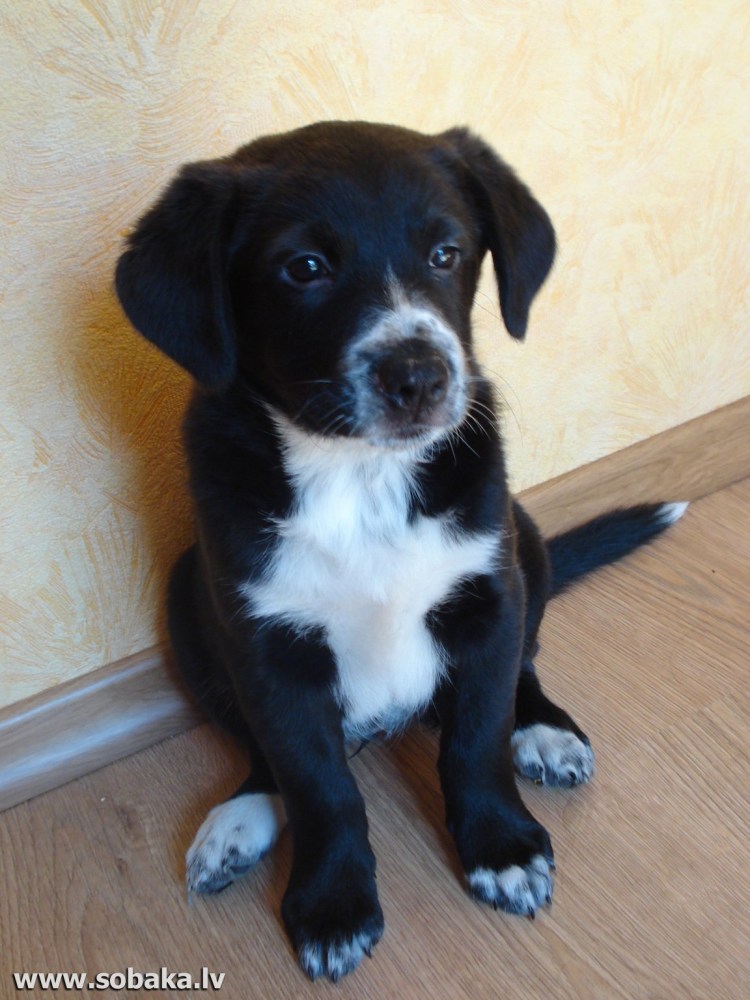 Найдена собака черная с белыми носочками и грудкой