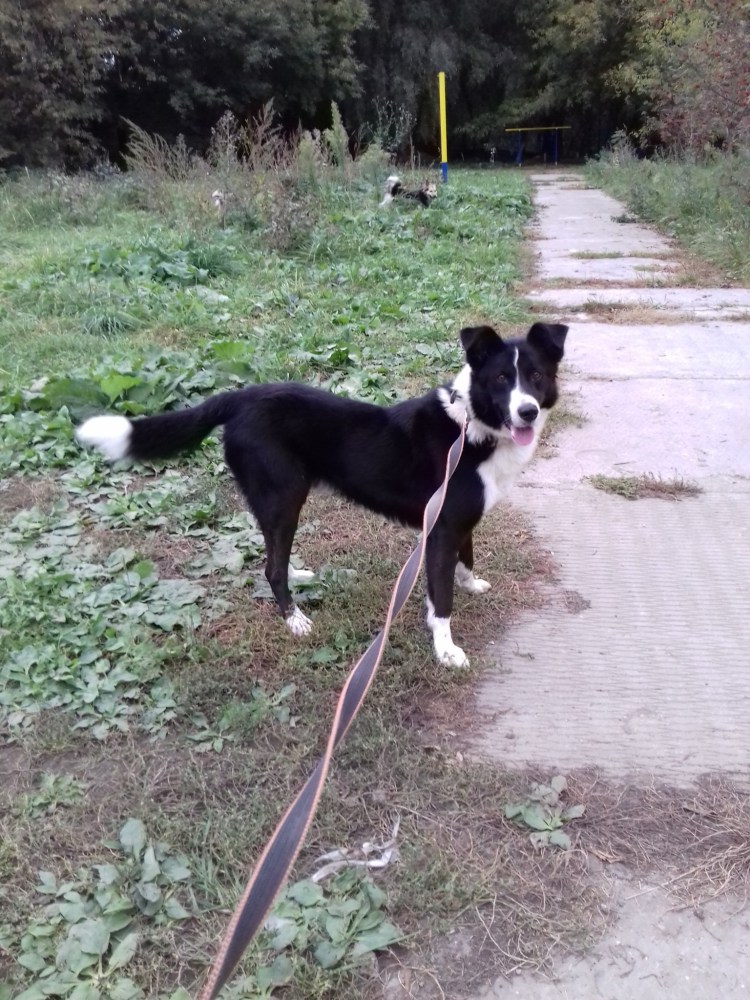 Бордер колли морда