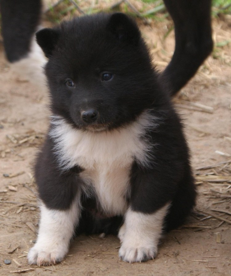 Рел русско-европейская лайка