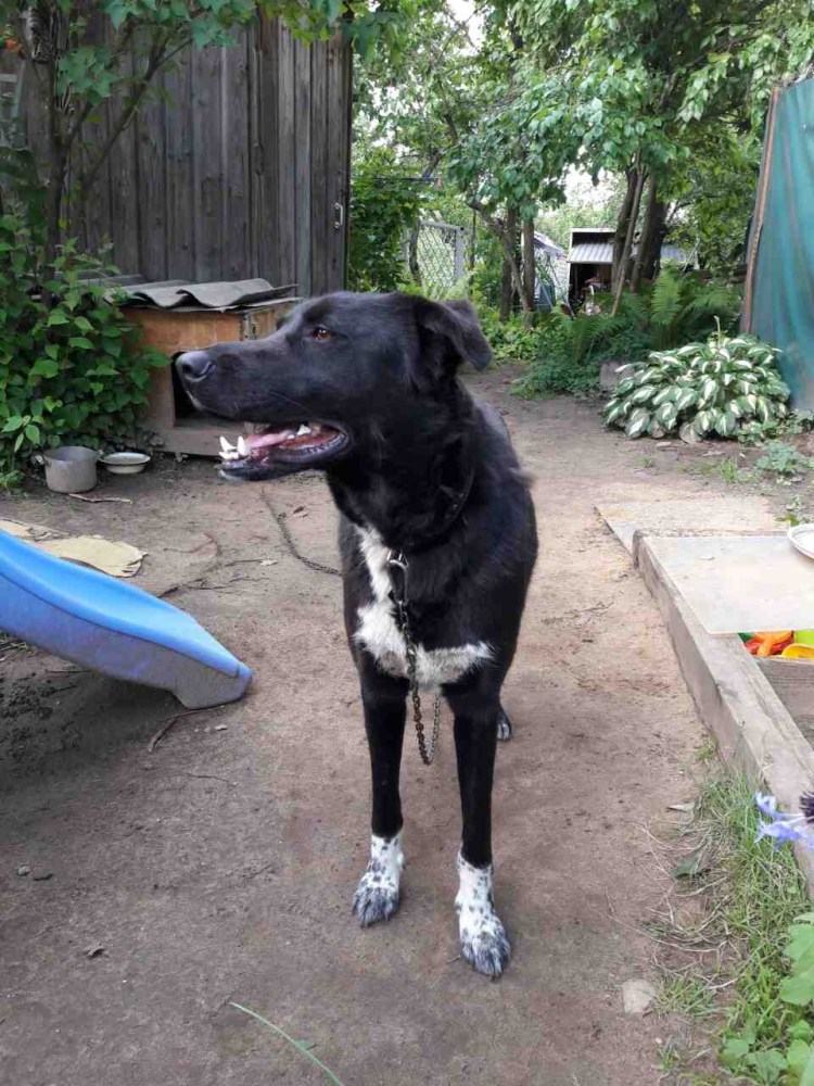 Русско-европейская лайка черная