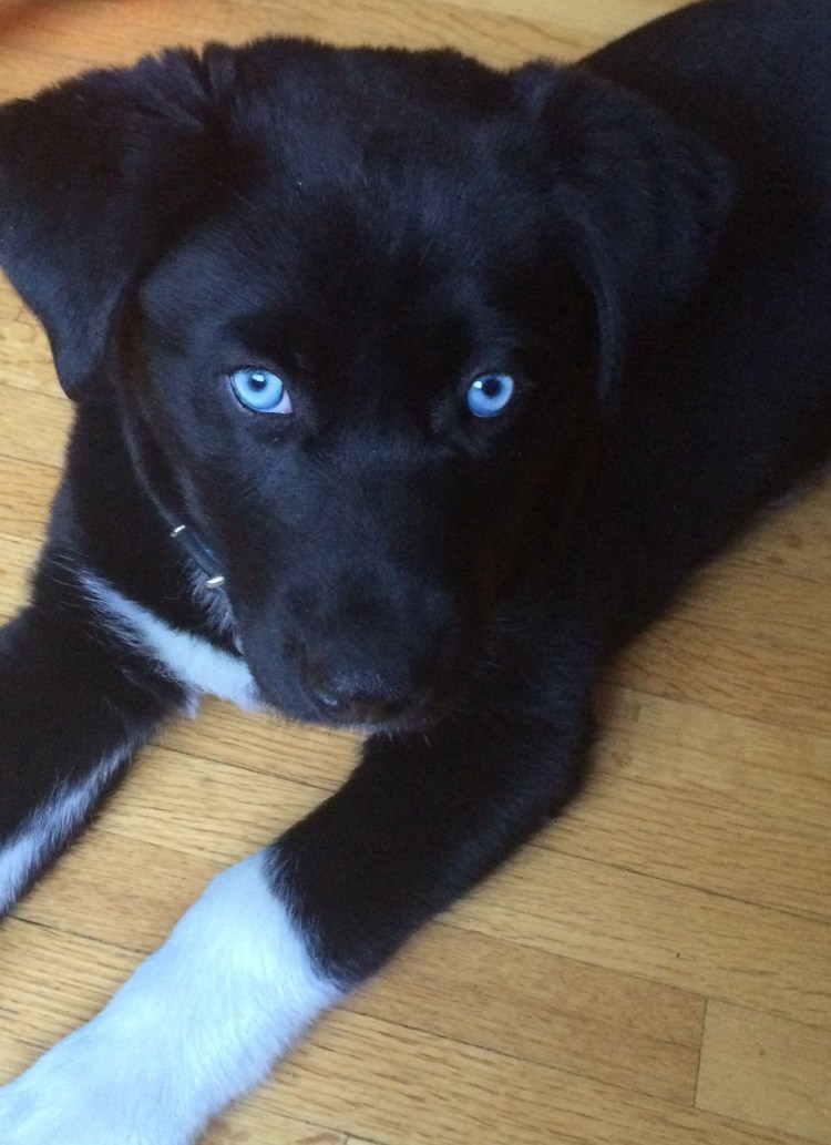 Лабрадор с черными пятнами