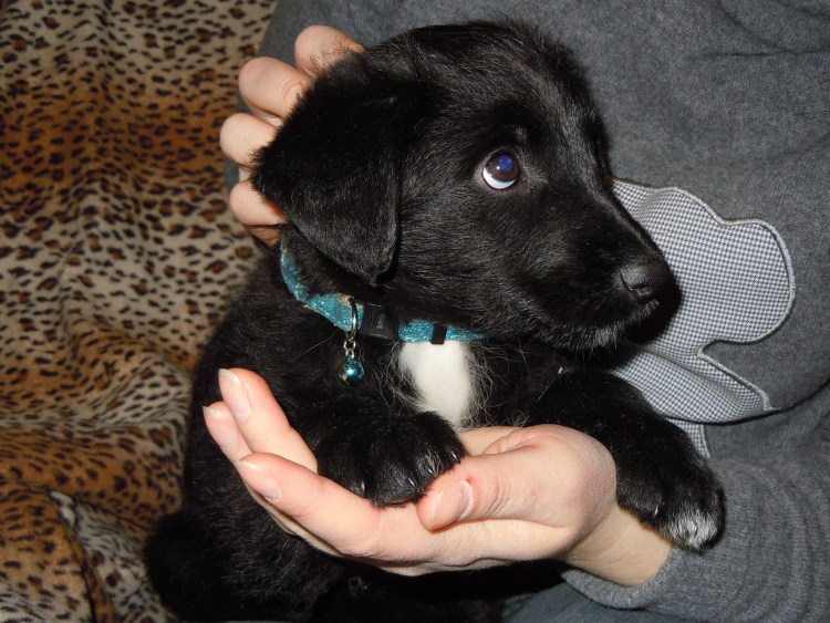 Черный щенок дворняги