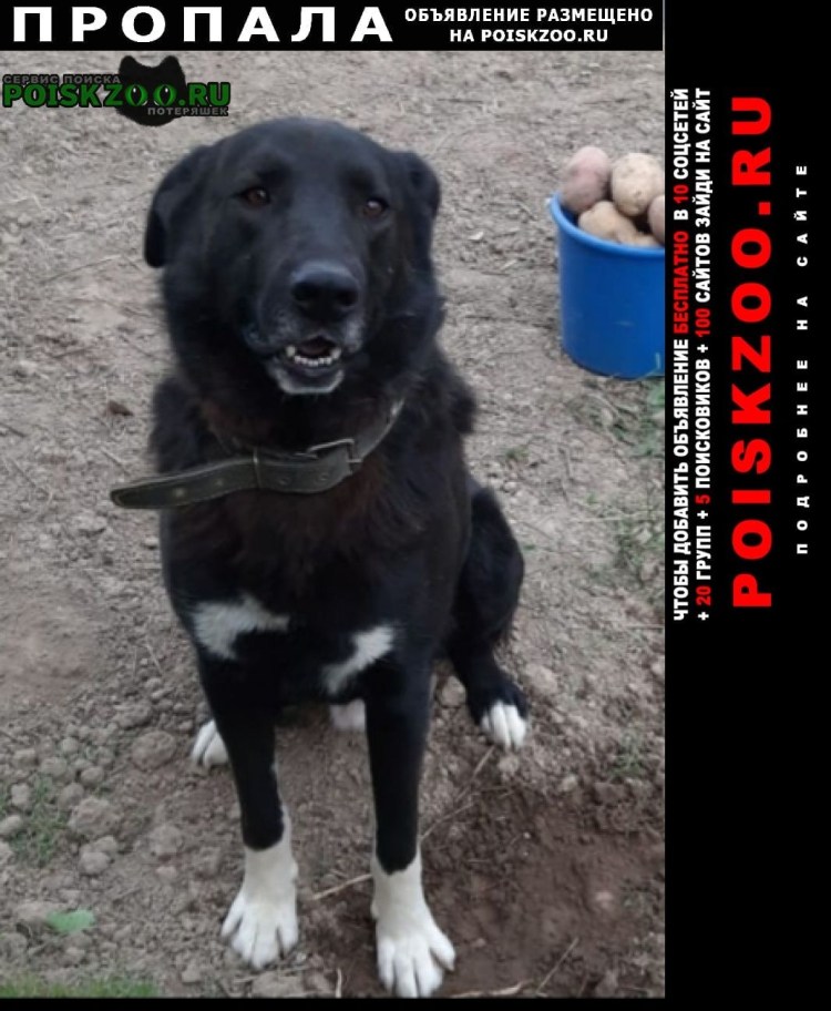 Бордер колли черный