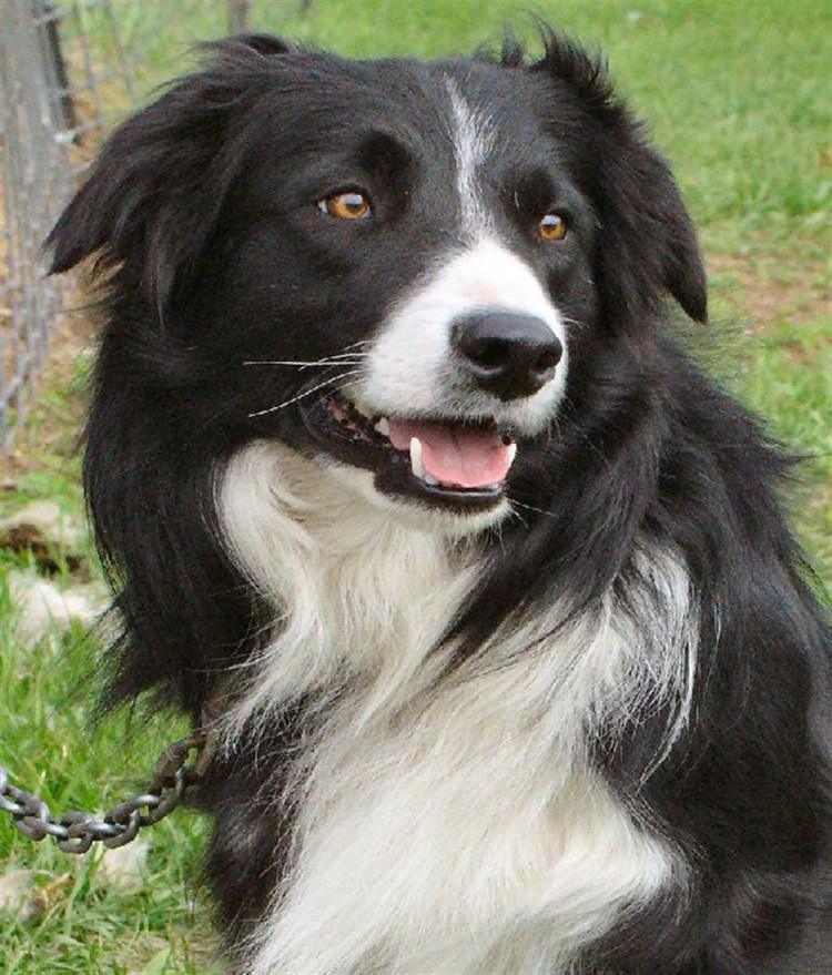 Маленькие черные собаки