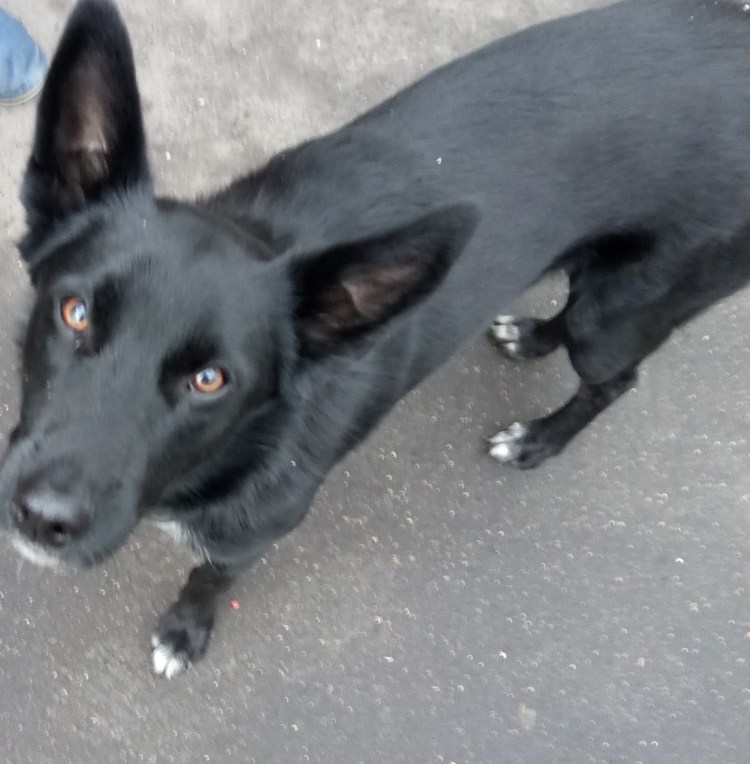 Белый ошейник для собак