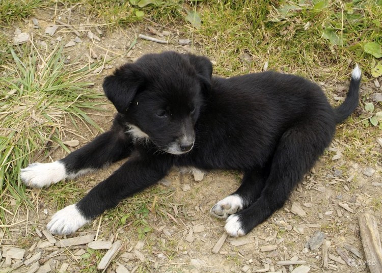 Черные дворняги с белыми лапками щенки