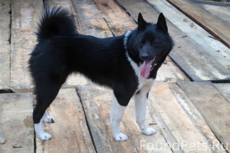 Метис беспородный алабай чёрный