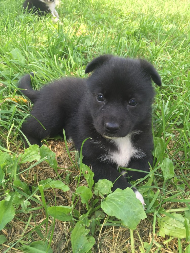 Черная дворняжка с белой грудкой