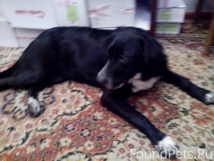 Бернский зенненхунд президента Ирландии