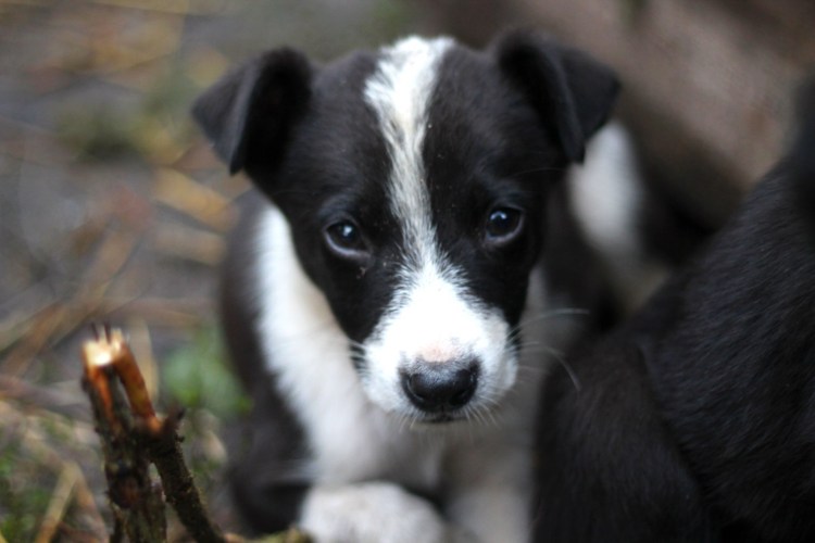 Черный щенок дворняги