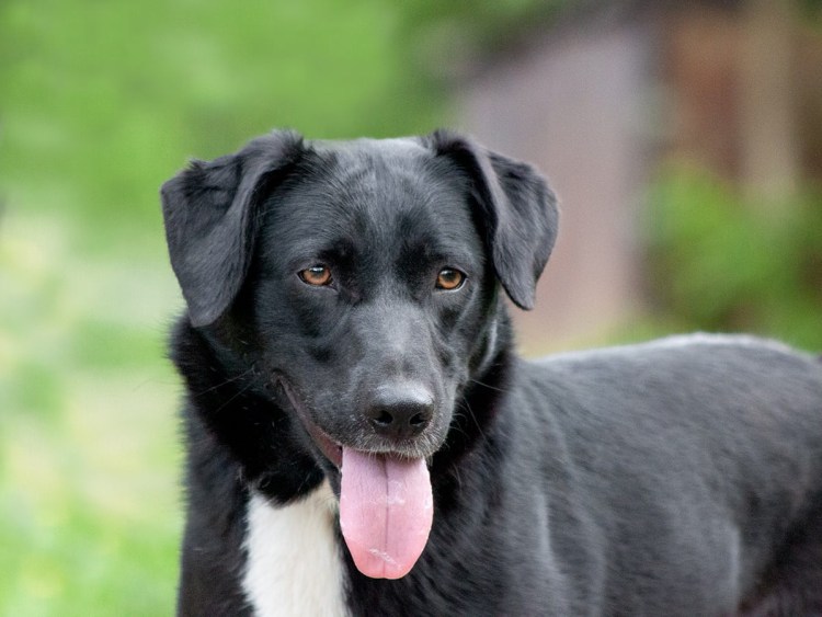 Дворняжка собака щенок черный